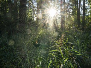 Mixed forest, spider web with cross spider (Araneus), sun star, Barnbruch Forest nature reserve,