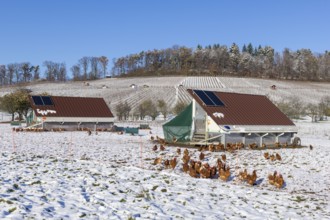 Mobile chicken coops and chickens in a meadow in winter, snow, mobile chicken coops for free-range