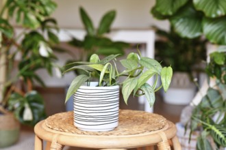 Tropical 'Epipremnum Pinnatum Cebu Blue' houseplant with silver-blue leaves in flower pot on table