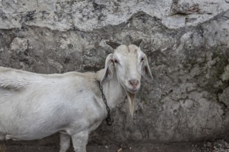 Goat, Tejgaon Slum Area, Dhaka, Bangladesh, Asia