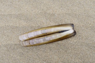 Atlantic jackknife clam (Ensis directus), mussel shell on the beach, South Holland, Netherlands