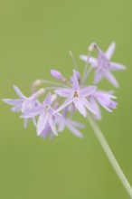 Cape lily (Tulbaghia violacea), flowers, occurrence in South Africa, North Rhine-Westphalia,