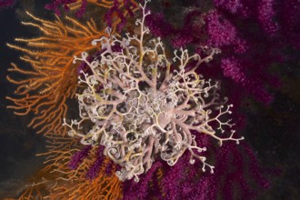 A blaze of colour in the mediterranean basket star (Astrospartus mediterraneus) in the