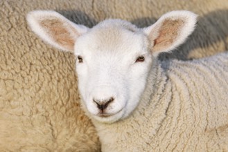 Domestic sheep (Ovis gmelini aries), lamb, portrait, baby animal, Schleswig-Holstein, Germany,