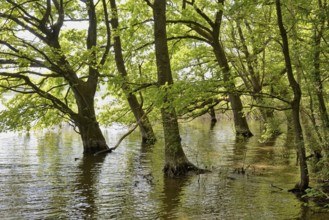 Lake Möhne, deciduous trees on the shore, lapped by the water, Möhne Dam, North Rhine-Westphalia,