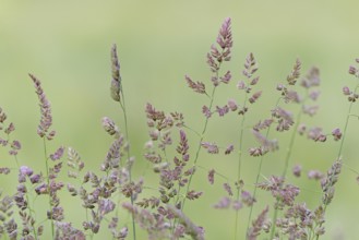 Orchard grass (Dactylis glomerata), North Rhine-Westphalia, Germany, Europe