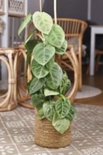 Potted 'Syngonium Macrophyllum Frosted Heart' houseplant climbing on pole in living room