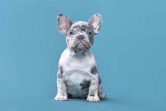 Merle French Bulldog dog puppy sitting in front of blue background