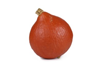 Red Kuri' squash, also called 'Hokkaido' squash on white background