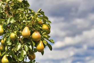 Yellow pear growing on fruit tree in late summer with copy space on side