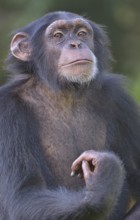 West African Chimpanzee (Pan troglodytes verus), Tacugama Chimpanzee Sanctuary, Province Western