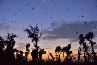 Straw-coloured Fruit Bats (Eidolon helvum), in flight at first light, Kasanka National Park,