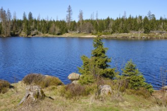 Oderteich, dam, Harz National Park, Lower Saxony, Germany, Europe