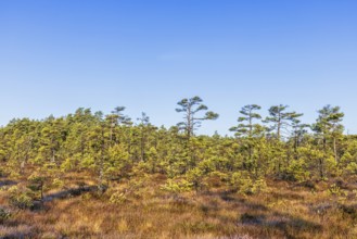 Pine forest on a bog on a sunny autumn day in the wilderness