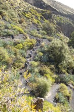 Caldera de Bandama in the Bandama Natural Park or Monumento Natural de Bandama, Las Palmas