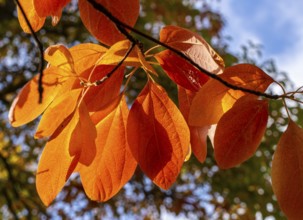 Autumn time, Sapium Plantae, trees and foliage in the park, Berlin, Germany, Europe