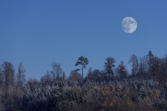 Moon over a mixed forest in winter, twilight, Baden-Württemberg, Germany, Europe