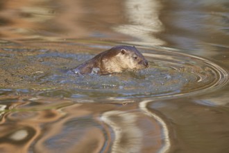 European Otter (Lutra lutra), swimming, captive