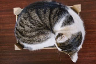 A domestic cat sleeps curled up in a wooden crate