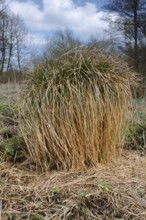 Greater tussock sedge (Carex paniculata) in spring, sour grass, tall perennial, Flusslandschaft