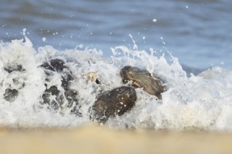 Grey (Halichoerus grypus) seal two adult animals playing in the surf of the sea, Norfolk, England,