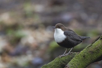 Black-bellied dipper (Cinclus cinclus cinclus) adult bird on tree branch next to a river, Norfolk,