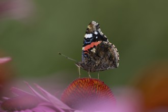 Red admiral (Vanessa atalanta) butterfly adult feeding on a garden Coneflower (Echinacea purpurea)