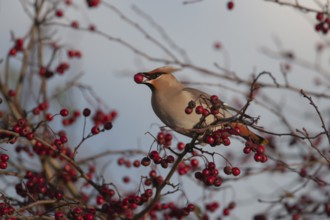 Waxwing (Bombycilla garrulus) adult bird feeding on a Hawthorn berry in a hedgerow, Norfolk,