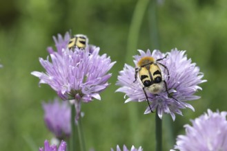 Beetle (Trichius fasciatus), on flowering chive (Allium schoenoprasum), Wilden, North