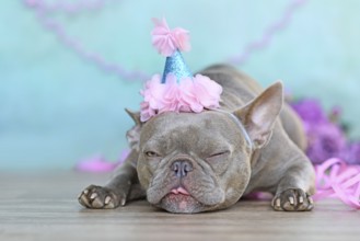 Birthday party dog making a funny face. Lilac French Bulldog with part hat lying down in front of