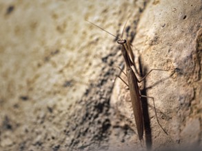 European mantis (Mantis religiosa) running up a wall, close-up, Andalusia, Spain, Europe