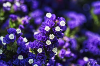 Blue flowering triple flower (bougainvillea), close-up, Andalusia, Spain, Europe