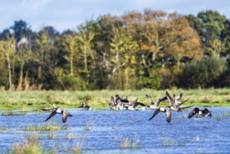 Canada Goose (Branta canadensis) birds in flight over Marshes