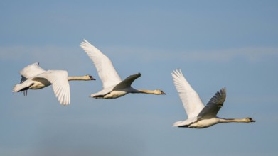 Mute Swan (Cygnus olor) in flight over marshes in winter