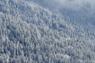 Snowy winter landscape near the Hornisgrinde, near Seebach, Ortenaukreis, Black Forest,