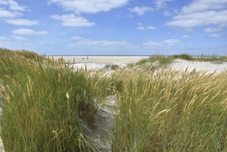 Dune landscape, beach access at the North Sea beach Hungerhamm, St. Peter-Ording,