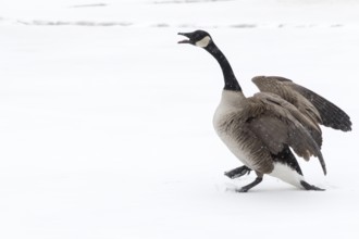 Canada goose standing on a frozen lake. Branta canadensis. Goose with agressive display