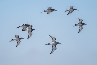 Black-tailed Godwit (Limosa limosa), birds in flight over Marshes at winter time