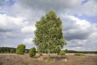 Heathland, juniper forest Schmarbeck, birch (Betula), common juniper (Juniperus communis) and