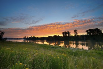 Morning glow on the Altrhein with Jacob's-grass (Senecio jacobaea) and deciduous trees, Xanten,