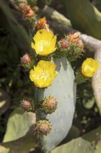 Cactus pear (Opuntia ficus-indica), Menorca, Balearic Islands, Spain, Europe