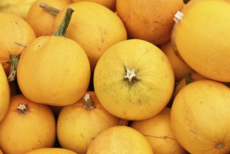 Spaghetti squash with yellow skin on pile