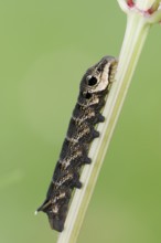 Elephant hawk-moth (Deilephila elpenor), caterpillar, North Rhine-Westphalia, Germany, Europe