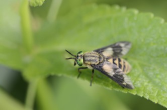 Twin-lobed deerfly (Chrysops relictus), North Rhine-Westphalia, Germany, Europe