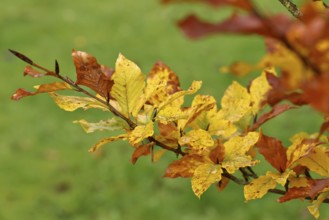 Colourful leaves of a copper beech (Fagus sylvatica), autumn foliage, Indian summer, North