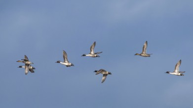 Northern (Anas acuta) Pintail., group of birds in flight