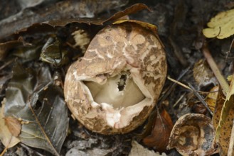 Collared earthstar (Geastrum triplex), North Rhine-Westphalia, Germany, Europe