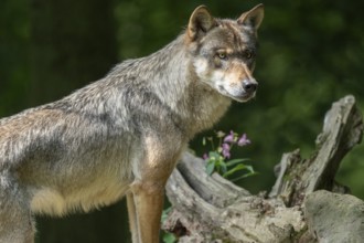 Gray wolf (Canis lupus) looking attentively, captive, Germany, Europe