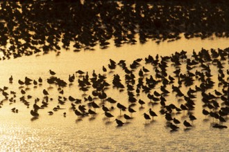 Black tailed godwit (Limosa limosa) adult birds in a flock on a shallow lagoon at sunset,