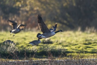 Canada Goose (Branta canadensis) birds in flight over Marshes at winter time